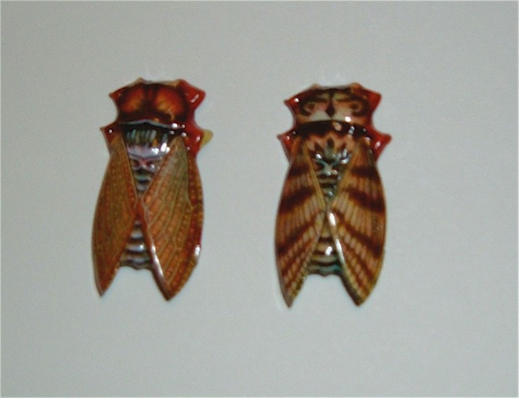 Cicada(S)